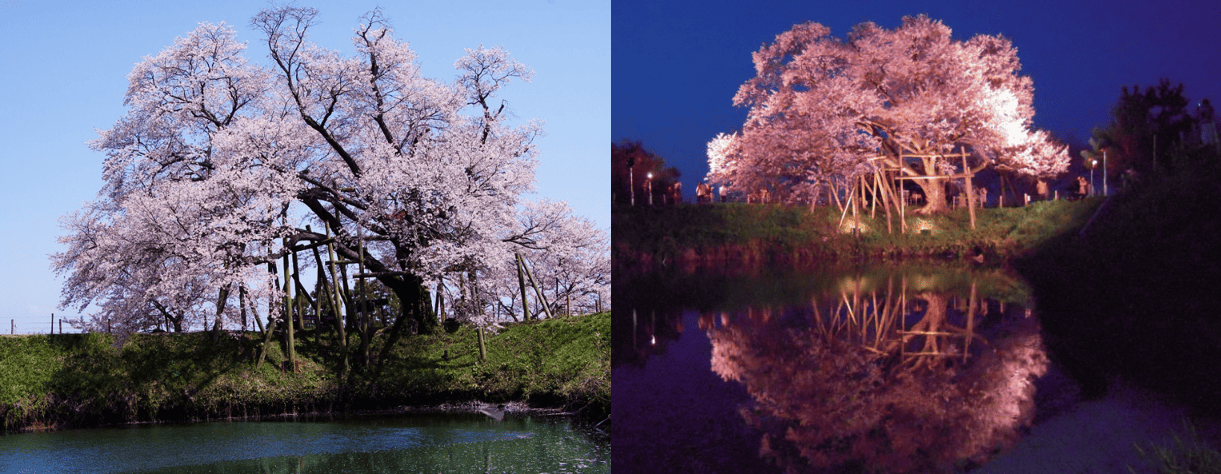 Kyushu, Japan: Best Spots To See Cherry Blossoms In 2024 (Our